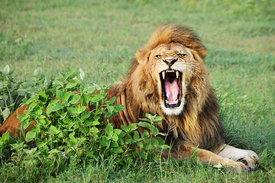 Lion Teeth Photograph by David Lazar