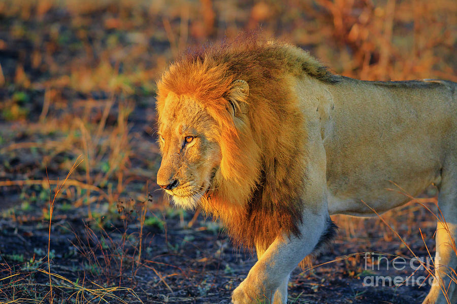Lion walking Kruger Photograph by Benny Marty