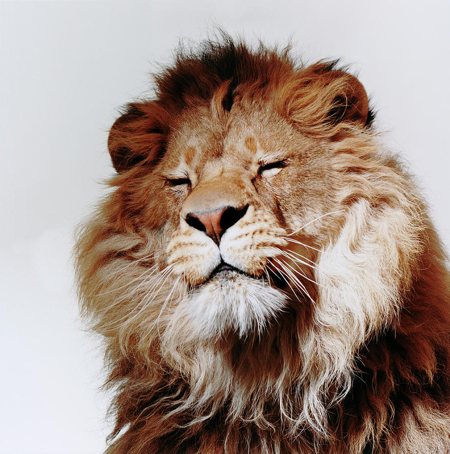 lion close up