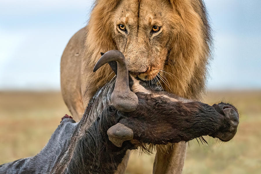 Lion With Prey Photograph by Xavier Ortega - Fine Art America