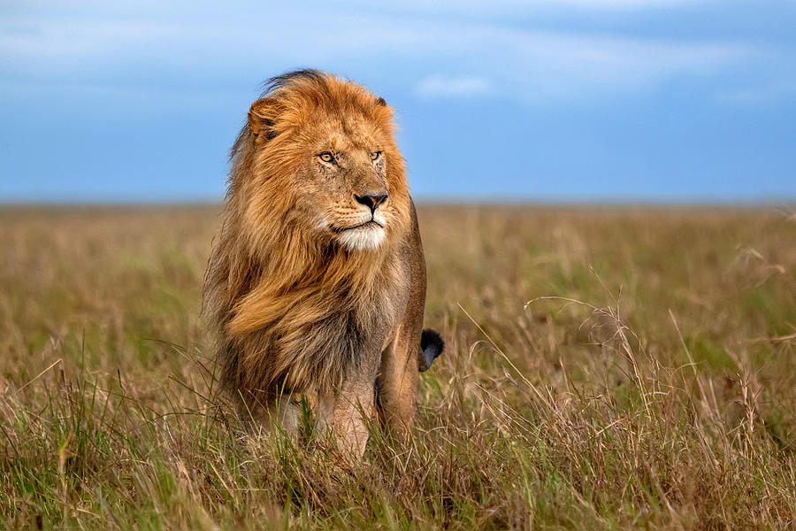 Nature Photograph - Lion With The Wind In His Mane by Xavier Ortega