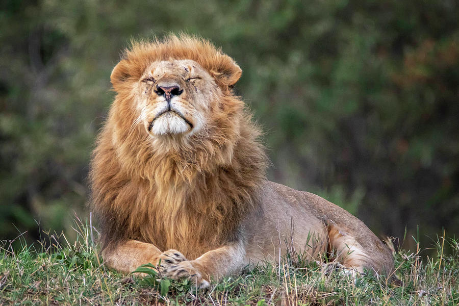 Lion5 Photograph by Janet Fikar - Fine Art America