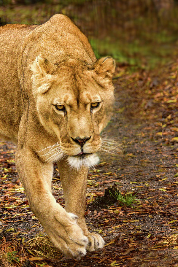 Lioness #2 Photograph by Minnie Gallman