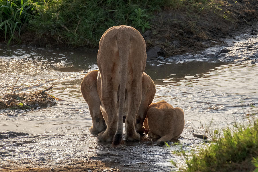 Lioness and Cub at Serengeti Watering Hole Photograph by Mary Lee Dereske