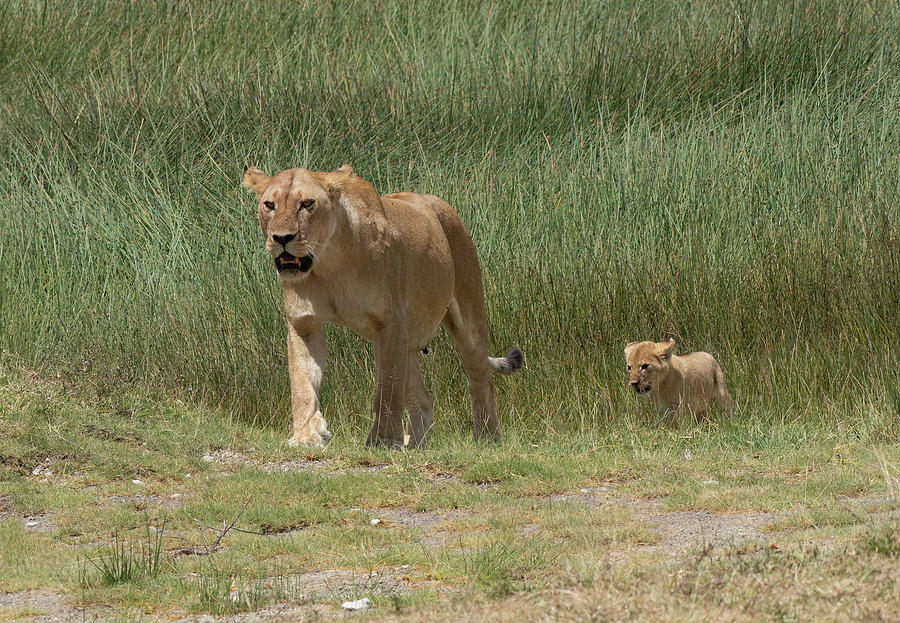 Lioness and Cub Photograph by Patrick Nowotny