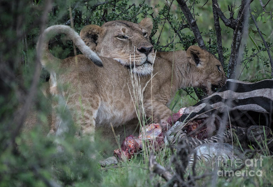 Lioness and cub - Zebra kill by Steve Somerville Lioness and cub - Zebra kill by Steve Somerville
