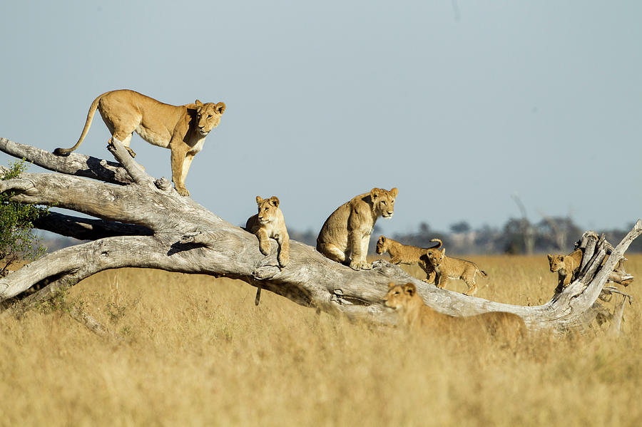 Lioness And Cubs Standing On Dead Tree Photograph by Paul Souders