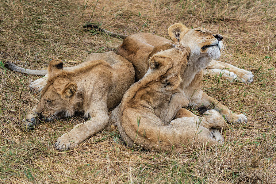 Lioness and Her Cubs Photograph by Betty Eich