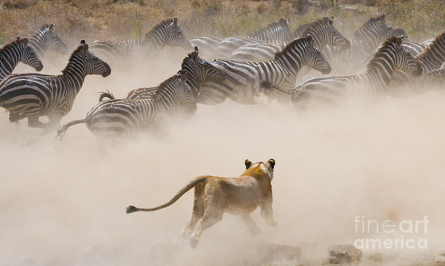 Big Photograph - Lioness Attack On A Zebra National by Gudkov Andrey