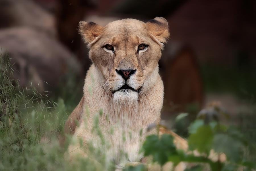 Lion Photograph - Lioness (berber) by Antje Wenner-braun