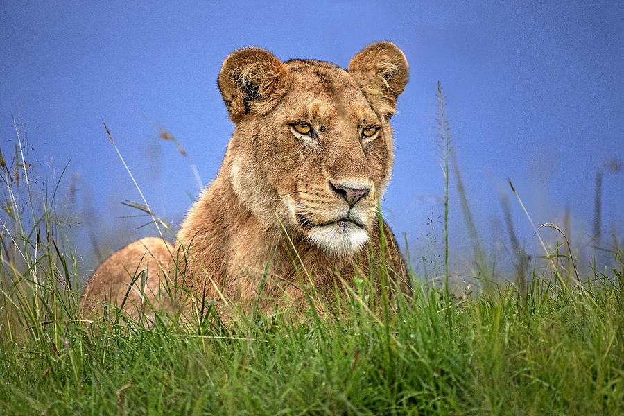 Lioness Close Up Photograph by Xavier Ortega