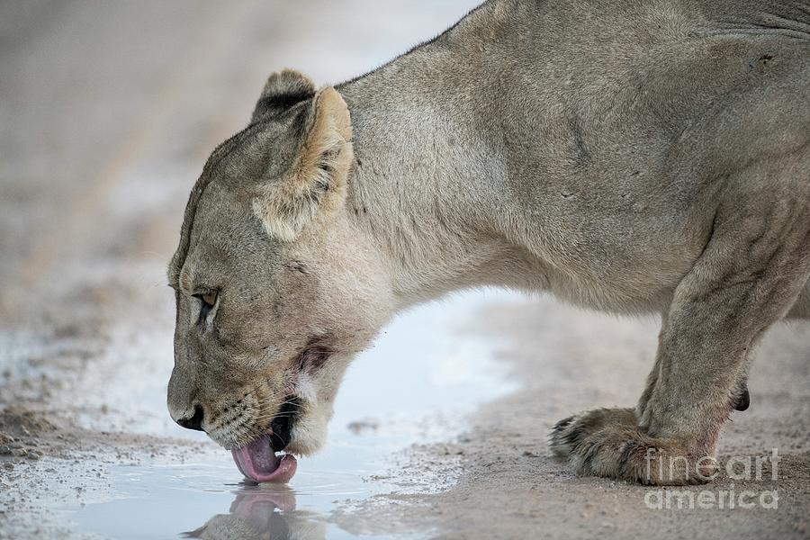 Lioness in the rain фото