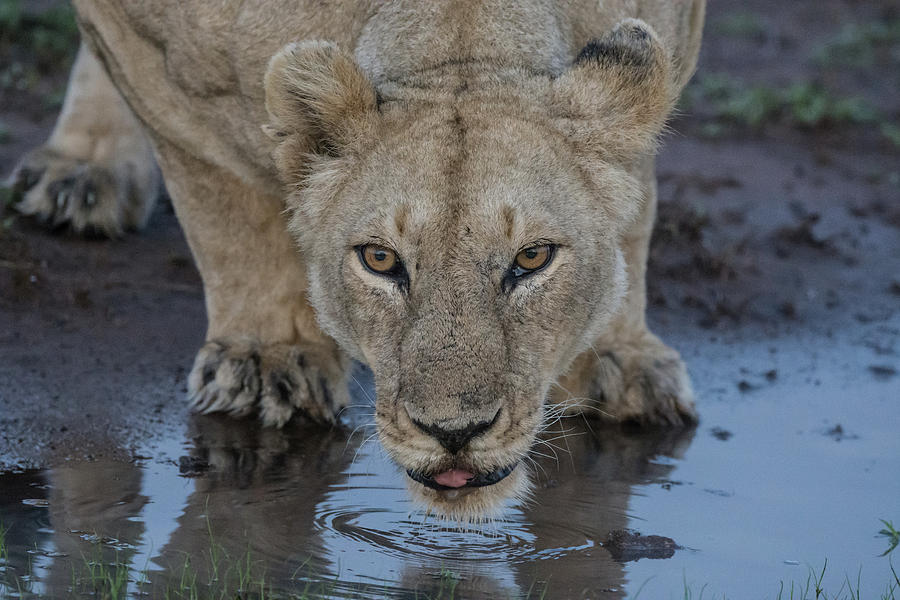 Lioness drinking Photograph by Mark Hunter