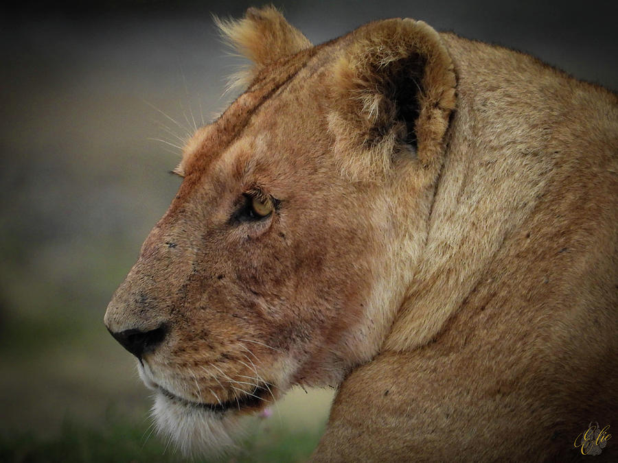 LIONESS by Elie Wolf LIONESS by Elie Wolf