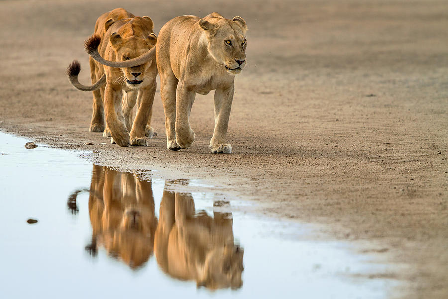 Lioness Gang Photograph by Alessandro Catta