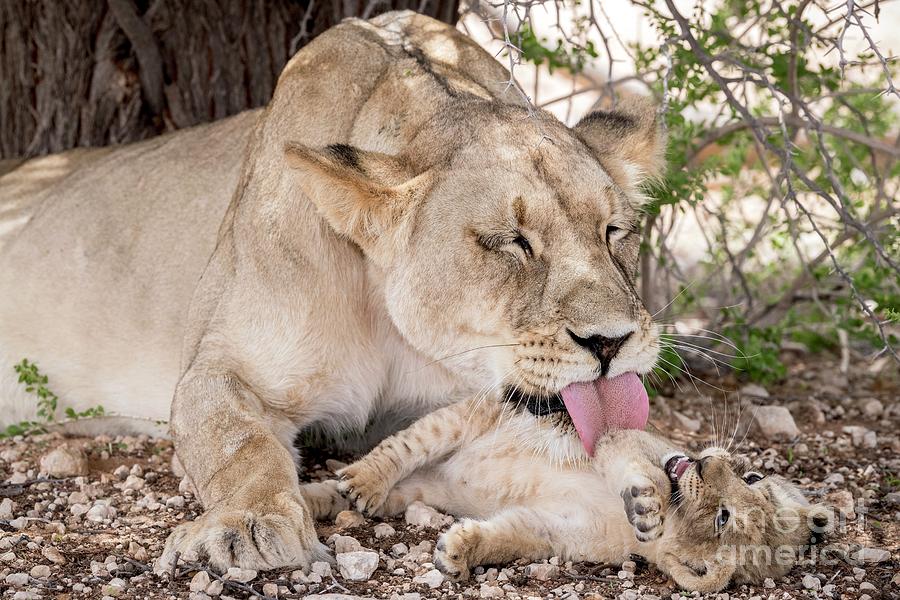 Lioness Grooming Her Cub Photograph by Tony Camacho/science Photo Library