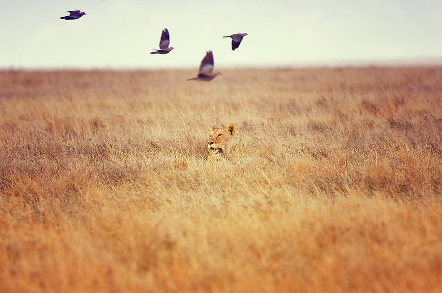 Lioness Hunting, Serengeti, Tanzania Photograph by Cultura Exclusive/romona Robbins Photography