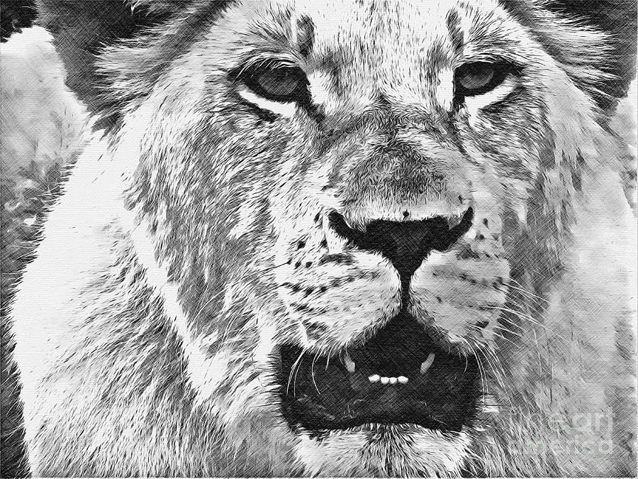 Lioness in Black and White by Jurgen Huibers Lioness in Black and White by Jurgen Huibers