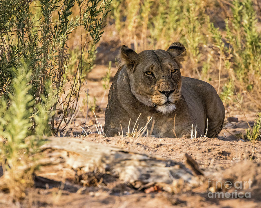 Lioness in Hobatere, Namibia Photograph by Lyl Dil Creations