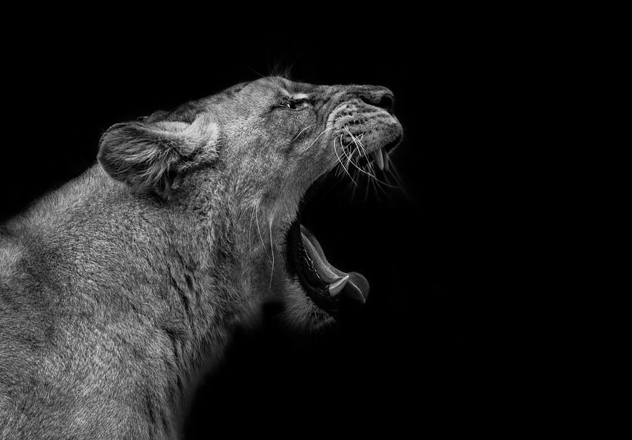 Lioness In Low Key Photograph by Nauzet Bez Photography