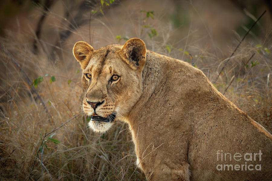 Lioness In South Africa Photograph