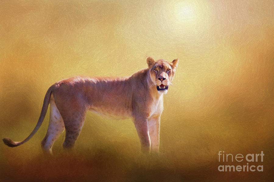 Lioness In The Golden Sun Digital Art by Sharon McConnell