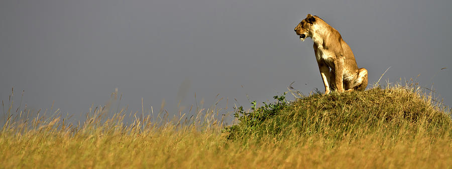 Lioness Looking For Prey Photograph by Manoj Shah