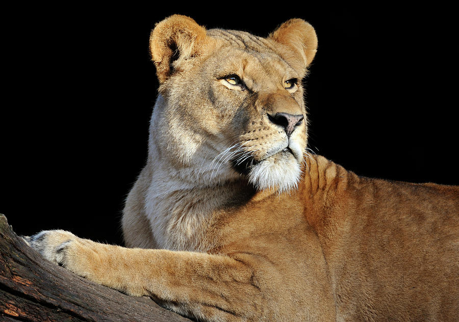 Lioness Looking To The Right On A Log Photograph by Freder