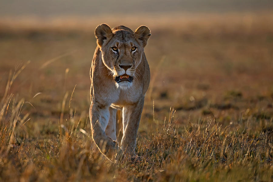 Lioness On The Prowl Photograph by Xavier Ortega