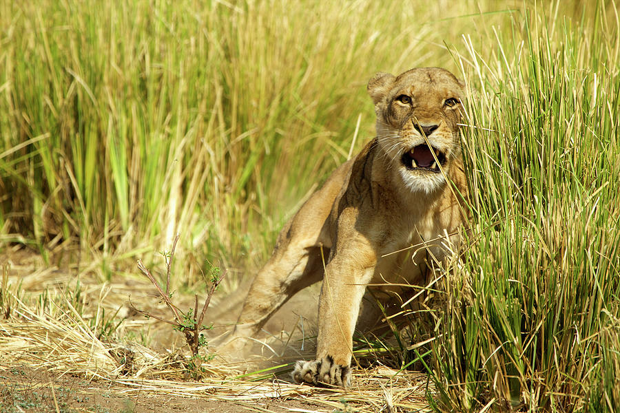 lioness protecting her cubs lioness protecting her cubs