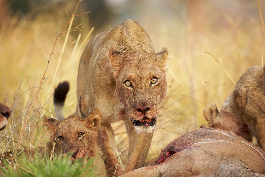 Lioness - Panthera Leo - Feeding On Kudu Carcase Digital Art by David ...