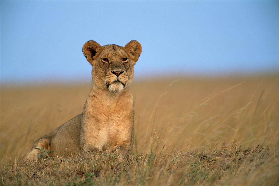 Lioness Panthera Leo Photograph by James Warwick