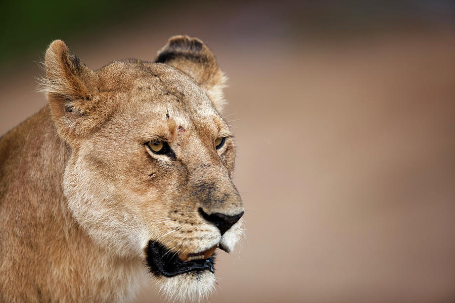 Lioness Panthera Leo Photograph by Regis Vincent