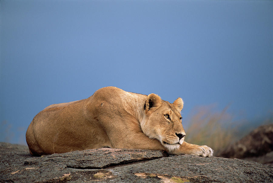 Lioness Panthera Leo Resting On Rocky Photograph by James Warwick