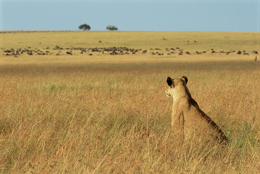 Lioness Panthera Leo Sitting In Long Photograph by James Warwick