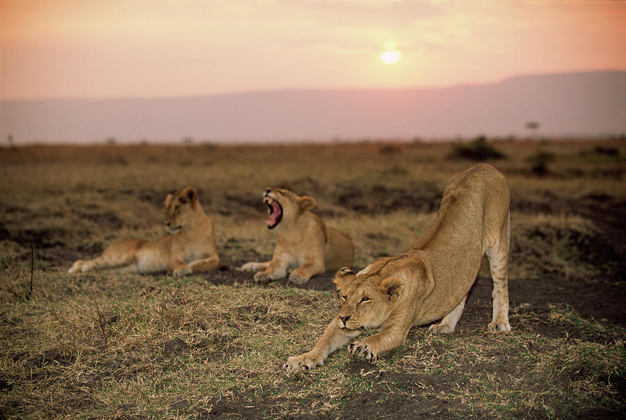 Lioness Panthera Leo Stretching Beside Photograph by James Warwick Lioness Panthera Leo Stretching Beside Photograph by James Warwick