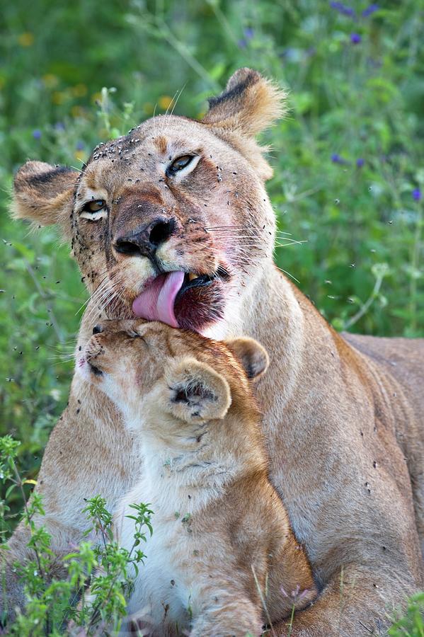 Lioness (panthera Leo) With Its Cub Photograph by Nick Garbutt | Pixels