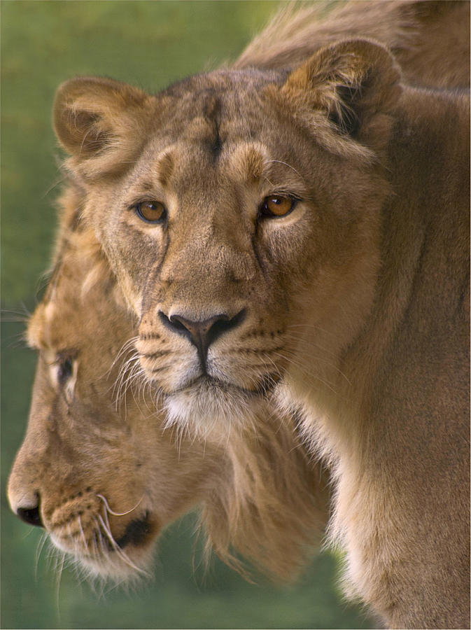 Lioness Portrait Photograph by John Dickson