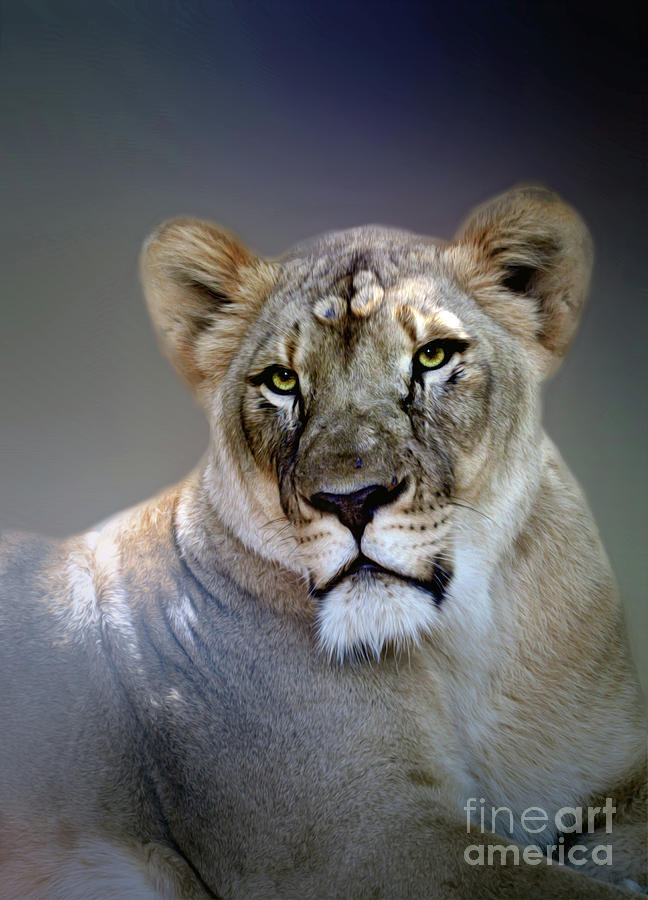 Lioness Portrait Digital Art