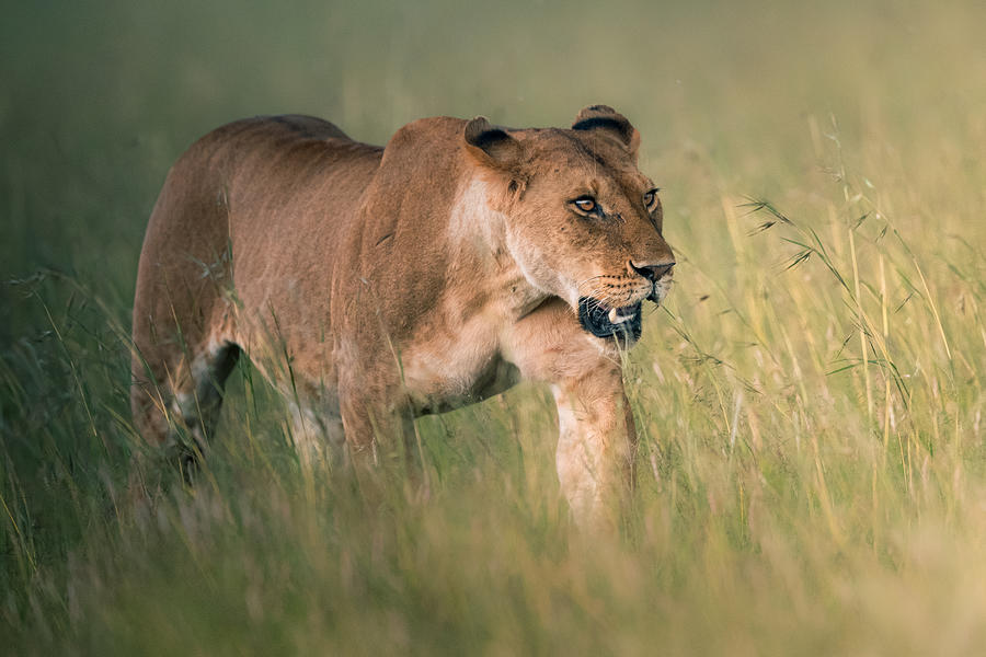 Lioness Queen Photograph by Ahmed Sobhi - Fine Art America