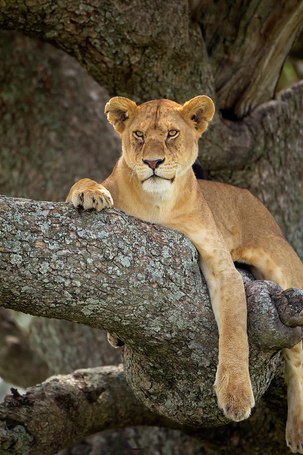 Lioness Resting In A Tree At The Photograph by Richard Wear / Design Pics