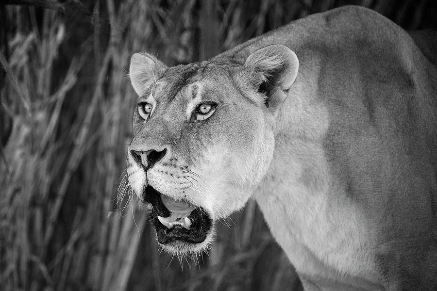 Lioness Roar Photograph by Wes and Dotty Weber