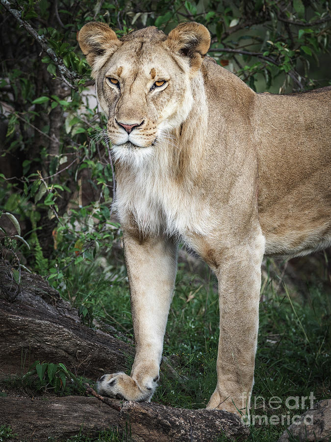 Lioness by Robin Zygelman Lioness by Robin Zygelman