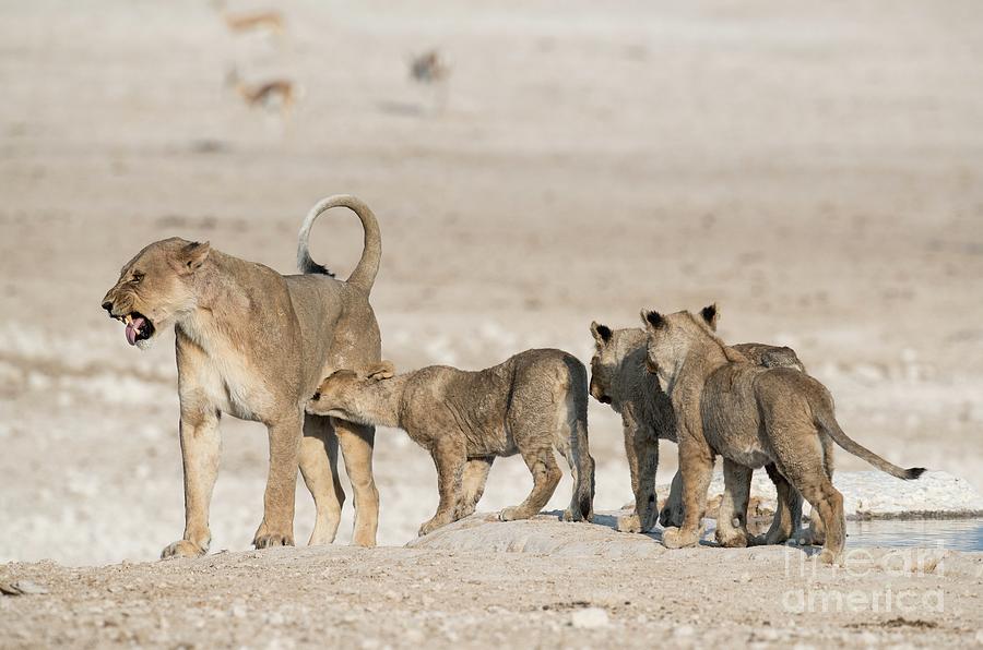 Lioness Scowling At Her Cubs Photograph by Tony Camacho/science Photo Library