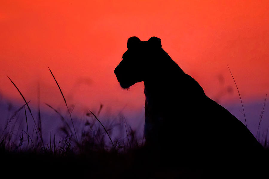 Lioness Silhouette Photograph by Xavier Ortega