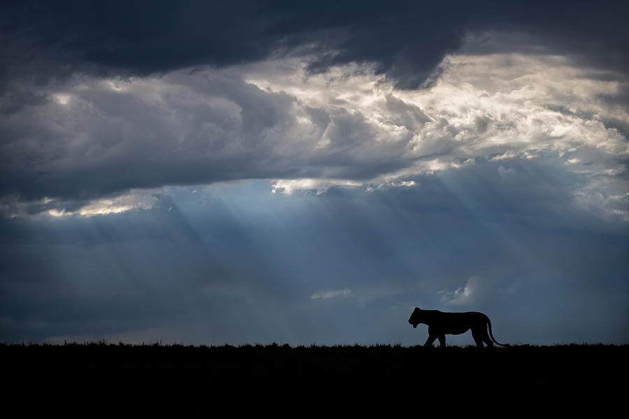 Lioness Walking Under The Great African Sky Photograph by Xavier Ortega