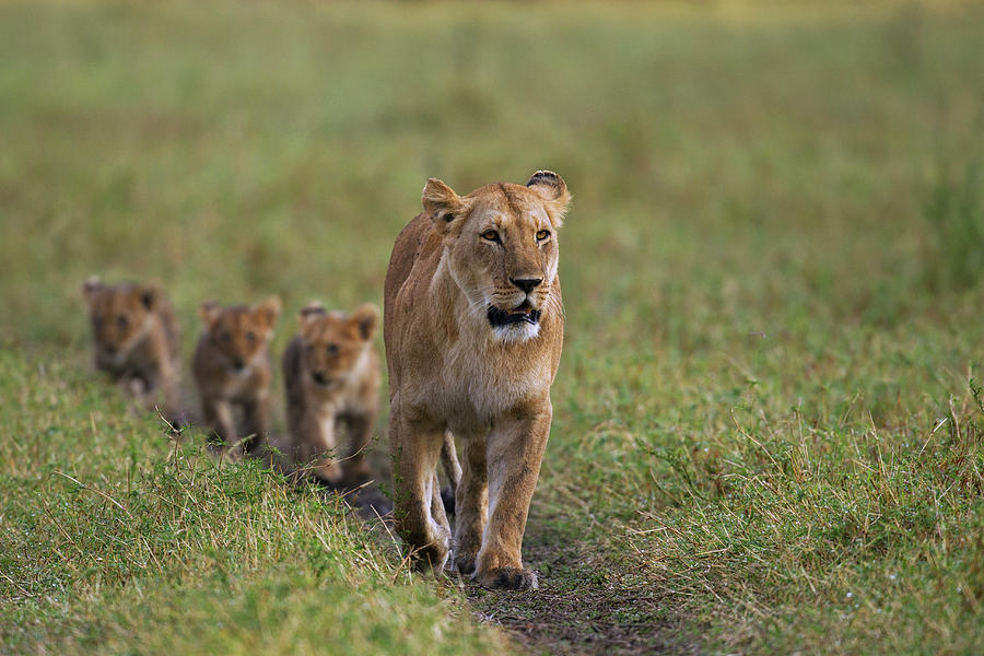 Lioness Walking With Cubs Aged 3-6 Photograph by Anup Shah