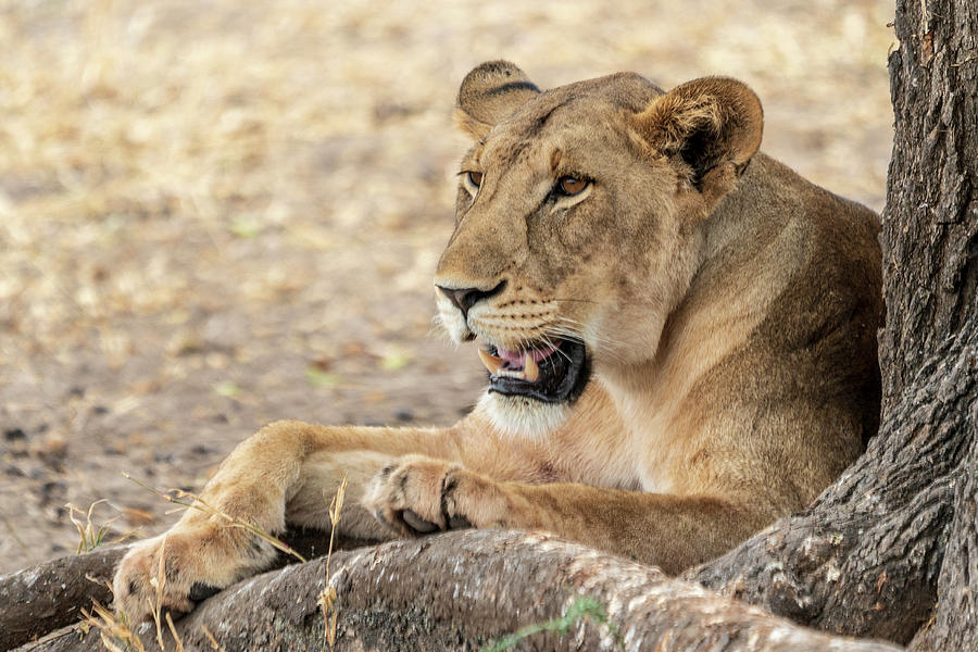 Lioness Watching Photograph by Betty Eich