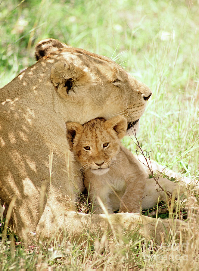 Lioness with Cub Photograph by Alan Brown - Fine Art America