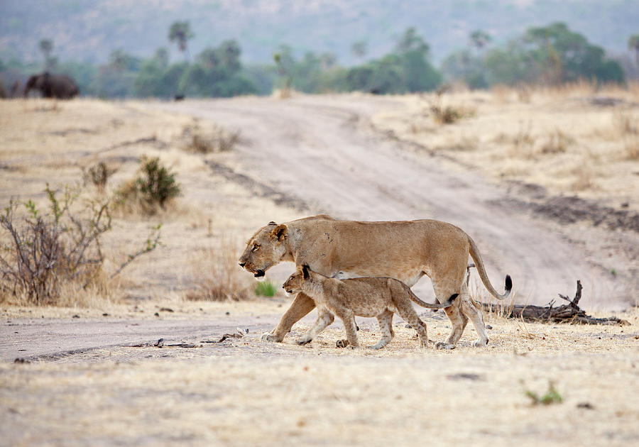 Lioness With Cub Crossing The Road In Photograph by Brittak